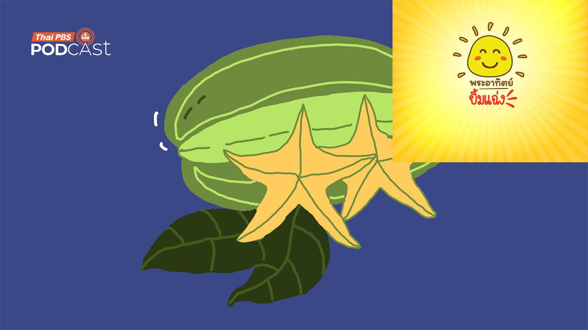 มะเฟือง...ผลไม้นักแปลงร่าง